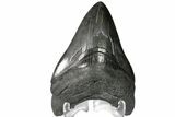 Fossil Megalodon Tooth - Georgia #151514-2